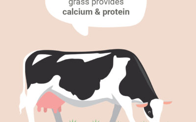 Does Milk Really Provide Calcium?